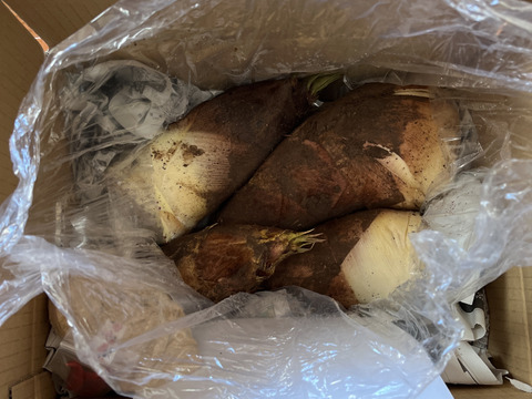 🌸春の味覚🌸オリジナル化粧箱!たけのこ 4kg(2～5本)