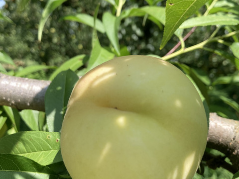 白桃　望月もちづき　生食コンポート用　約3キロ満杯詰　訳あり家庭用