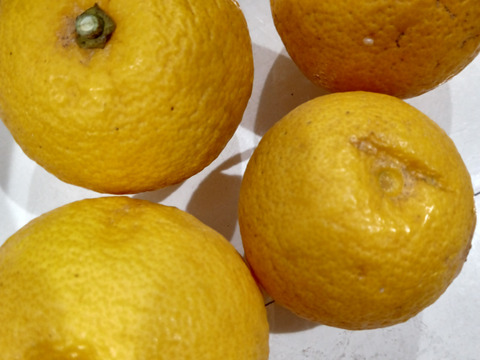 大人のカボス鍋セット🍊🍊✨✨✨あったかいんだからぁ✨✨ばぁばのモノスゴイ野菜😋❗❗✨✨✨