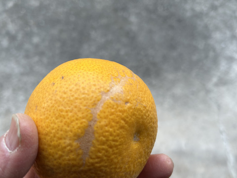 『紀の川八朔』　訳あり（外皮）　M〜２L混合5kg  味は一緒　ご家庭用　お得です！