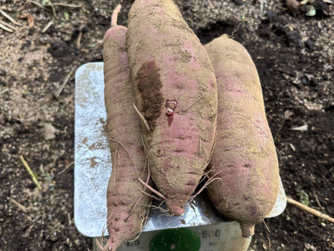 【サツマイモ】★紅はるか Lサイズ★2kg★農薬、化学肥料不使用★自然な甘み！