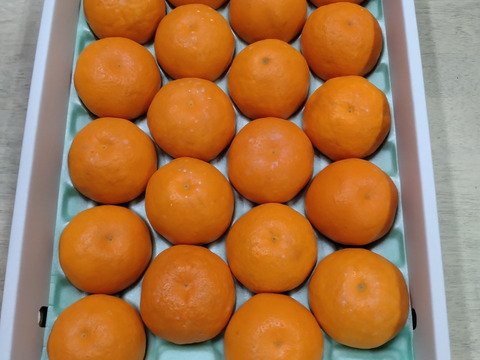 和歌山県産　春の風香る　ぷりっと美味しいはるみ　みかん　秀品　化粧箱入り