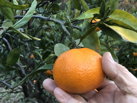 熊本発農薬不使用🍊  5kg 青島みかん（晩生）　サイズフリー（約35個前後入）