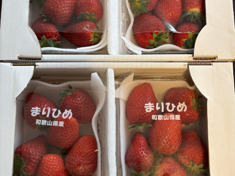 朝採りいちご　まりひめ　デラックスサイズ　2箱