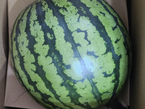 【今季終了間近！】絶品のシャリあま。鳥取・北栄町の名産スイカ 8kg1玉