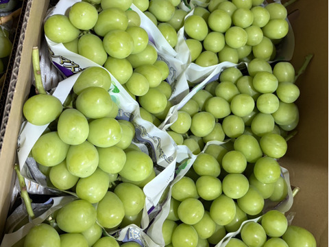 山梨県産／パリッと食感！訳ありシャインマスカット ご家庭用1Kg【限定