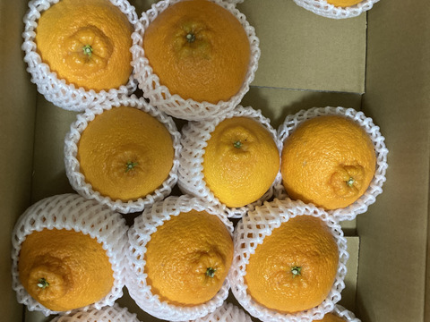 ジューシー！！食べ応え抜群！　不知火　（15玉前後）