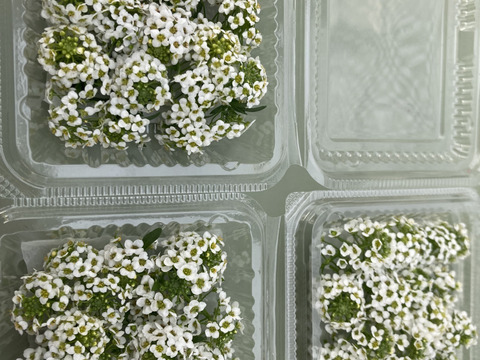 エディブルフラワー　アリッサム　ホワイト25-30輪
