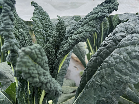 【栄養価が高い】しゅんセット(8〜10品目前後)