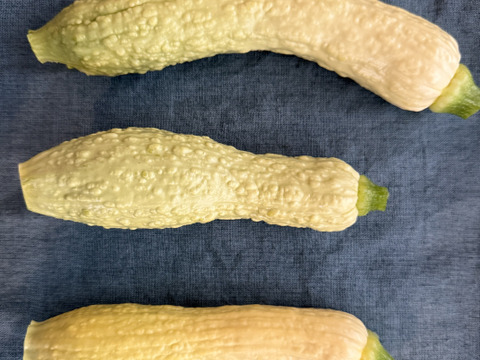 イタリア品種のズッキーニ 約10本