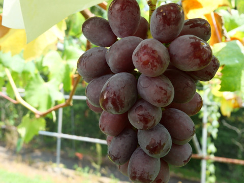 【予約販売】2026年収穫　富士の輝き（ブラックシャインマスカット）