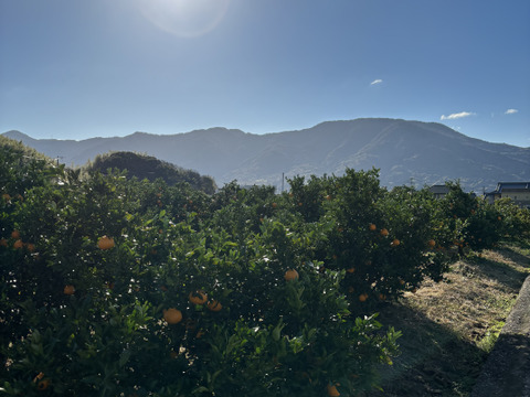 【訳あり予約商品】今が旬♪不知火（しらぬい）
とっ〜ても濃厚でジューシーおいしーッ！サイズ混合 2月中旬より順次発送