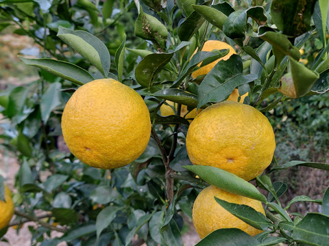 ジャバラ【超訳あり】5kg(箱込)