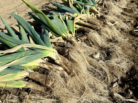 【農薬節減】とろける甘さ 極太下仁田ネギ（Lサイズから2L以上を18本）