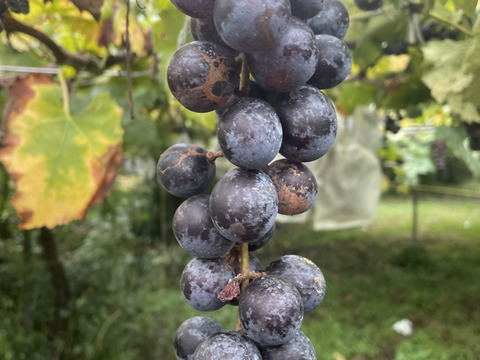 咲1歳記念Box！ Qにお任せ、家庭用詰め合わせ！3kg 箱