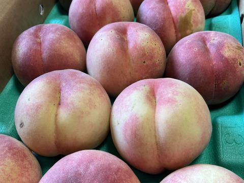 桃「さくら」家庭用5kg（10〜18玉）