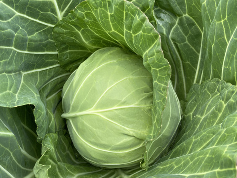 グリーンボールを100サイズの箱でお届け‼️