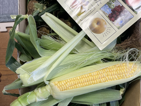 朝収穫して当日発送！とうもろこしゴールドラッシュ約10k 2Lサイズ22本〜24本