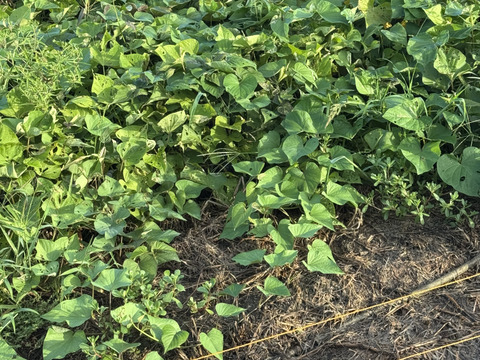 【農薬・除草剤不使用】淡路島産さつまいも🍠2kg 自然の甘さでおいしく健康習慣！食物繊維たっぷり、美容と毎日の元気を応援！
