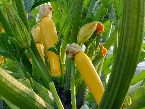 【今が旬：春の野菜9～10品目セット！】新じゃが新玉ねぎ新にんにく入り9～10品セットを兵庫県のほぼ中央市川町からお届けします！