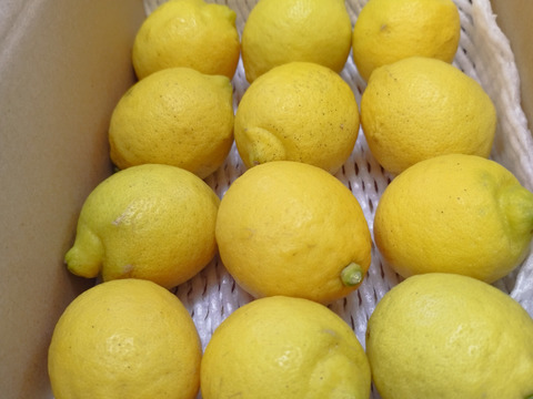 レモン　2キロ(20個程度)