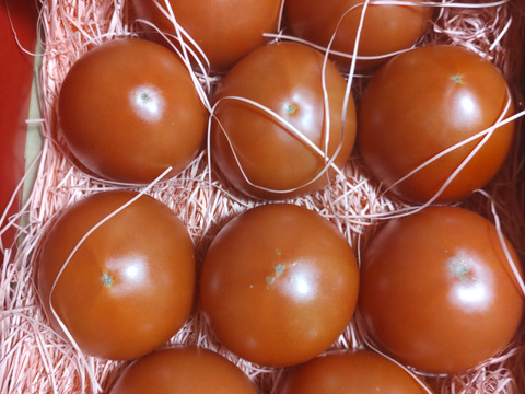 ～春夏秋冬～秋もトマトを楽しみましょう！ぜいたくトマト《秋の陣》