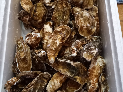 ～8/14すぐ出荷可能【期間限定20％OFF中】生食用８ｋｇ 殻付き 牡蠣 （56~130粒）牡蠣 殻付き 牡蛎 牡蛎 かき カキ 松島牡蠣屋 BBQ貝類 オイスター oyster 貝類 貝