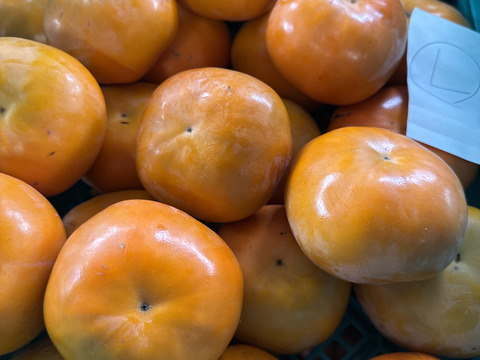 岐阜県産　伊豆柿　Lサイズ14個