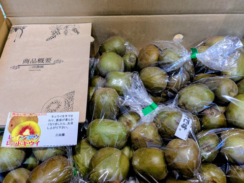 【もうすぐ終了】希少品種！甘くて美味しい🥝レインボーレッド🥝２ｋｇ　小玉～中玉