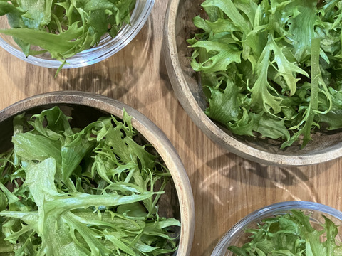 パリッとみずみずしい！人気の２種のレタス（２種類×３玉）（約2.4kg）