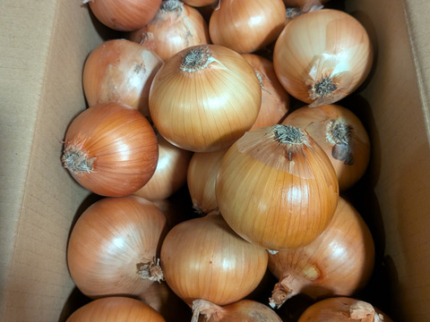大地の恵み！淡路島完熟玉ねぎ🧅【シャーロットオニオン　輝玉（キラ玉✨）】(10Kg)