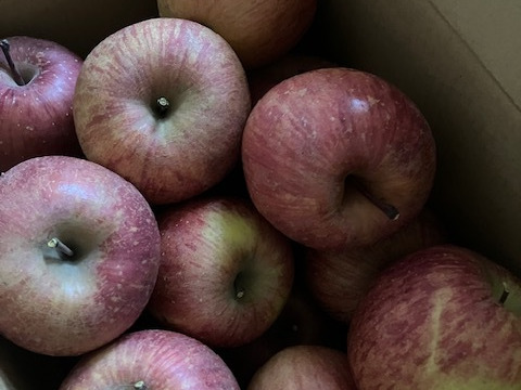 【 絶対お得✨農家オススメ 大玉多め🍎訳あり・サンふじ】  7㎏ (中～大玉18個)