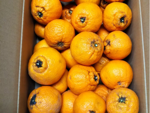 不知火　ジュ－ス・ジャム用　箱込み9キロ