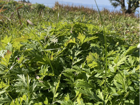 手摘み　春　よもぎ　フレッシュ　500g　農薬・化学肥料・除草剤不使用