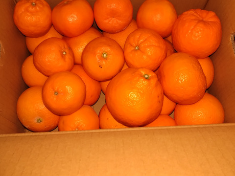 【食べ比べ】3～4種類の春みかん詰め合せ♪春かんきつお楽しみ箱【家庭用(訳あり)】5kg zzz2-5