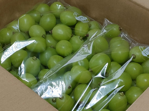 【限定発送】訳ありシャインマスカット粒　1.5㎏