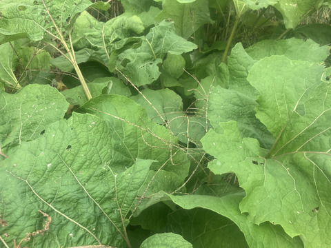 アク抜き不要！皮ごとゴボウ！300g×5p