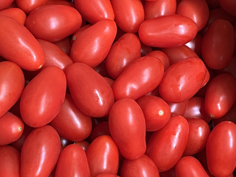 美肌トマト🍅濃厚ロッソナポリタン(2kg)