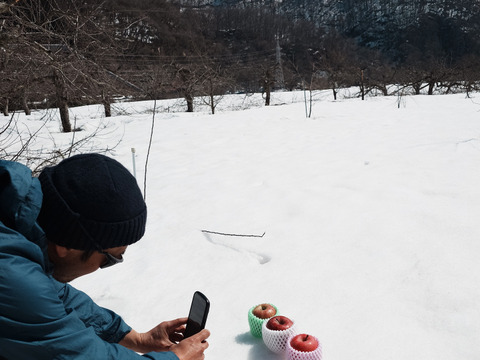 ☆3種の《ふじ》【食べ比べ】☆農薬不使用りんご入り☆3キロ（８〜１２玉）