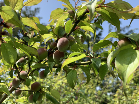 まじりっけなし！｢小梅｣2kg 自然栽培 農薬不使用