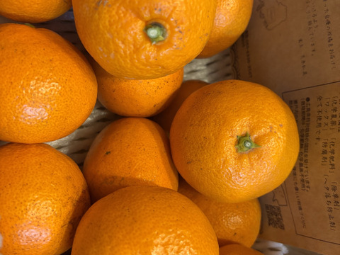 【B級品/2kg】化学農薬不使用！幻のブランド”高根島みかん”　島の恵みが生んだ、とろける贅沢な甘み。