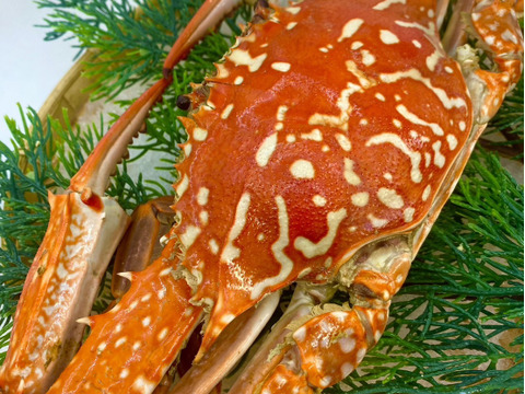 【浜名湖産】茹でガザミオス１杯約150gから300g詰め合わせて1kg