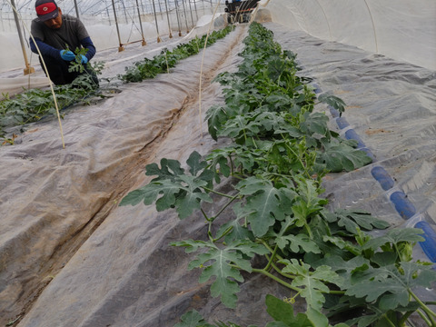 完熟　小玉すいか　1玉箱入り