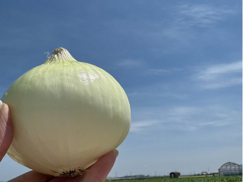 サラダで焼きで！あなた史上『1番美味しい玉ねぎ』になりたい【オニまる】約5キロ入
