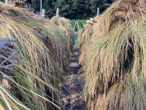 【農薬・化学肥料不使用】稀少な天日干し&むしろ干しのお米！
滋賀のお米『秋の詩』（玄米3.5kg）
令和6年産