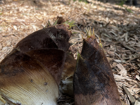 プロ管理竹林のやわらか春タケノコ（出雲産)