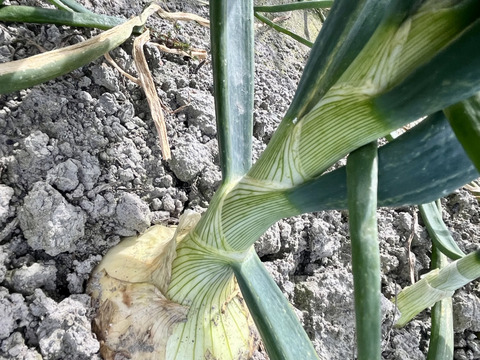 【ひょうご安心ブランド認証！】トロトロ甘々❤︎ 初モノ　淡路島　超極早生　新玉ねぎ　4.5kg