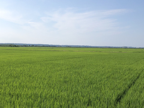 新米❗️令和5年産石川県産特別栽培米コシヒカリ希夢良米　白米5キロ