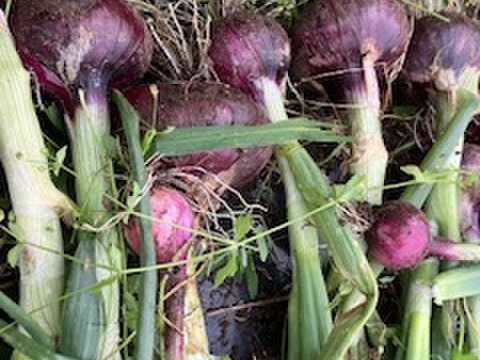 瑞々しい赤玉ねぎ