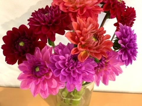 【鮮やか新鮮・産地直送】ダリア花束 「スペシャルMix」色混色10本（40〜50cm）